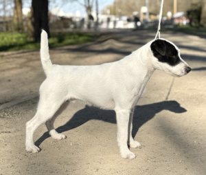 McAllister´s Here I Am