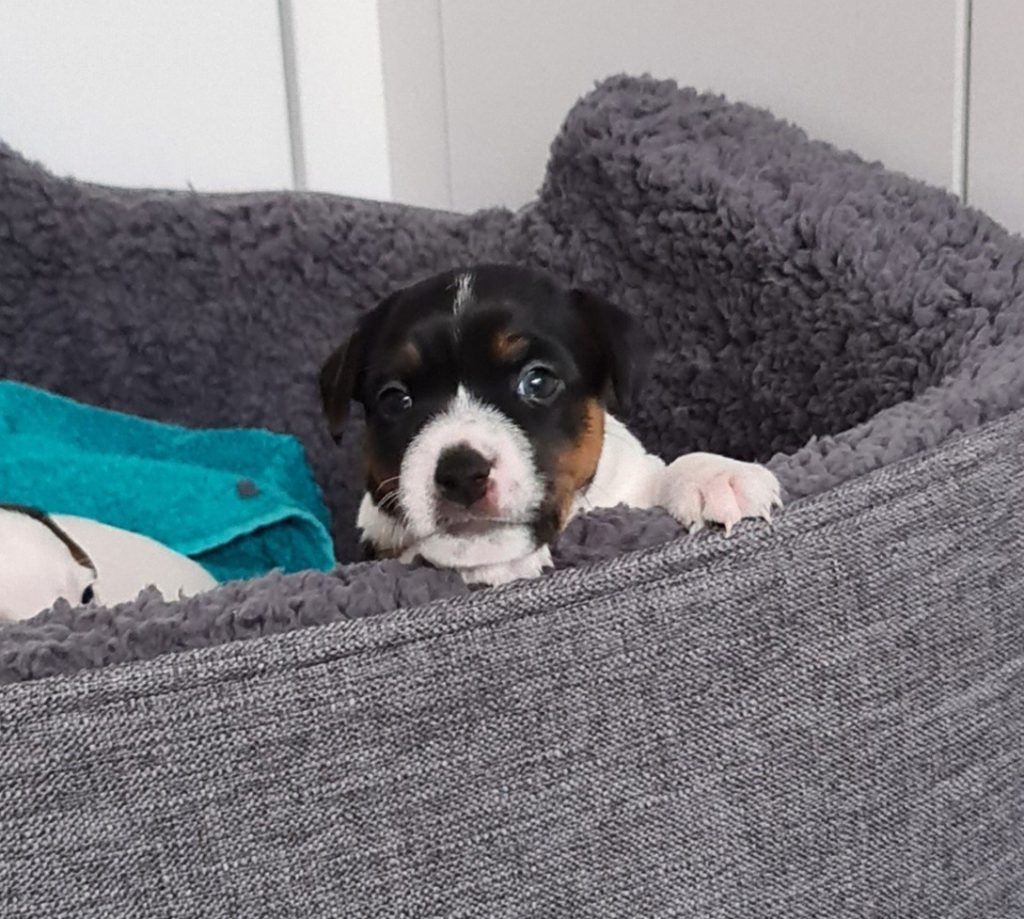 Elsa