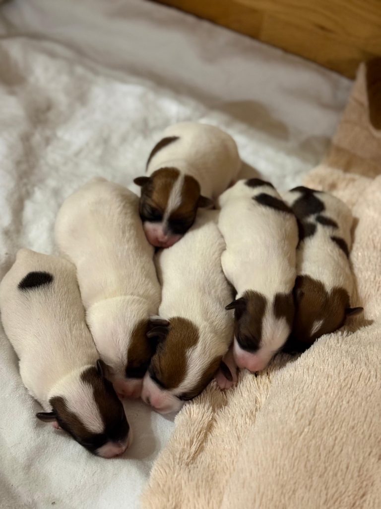 Vom Schönfelder Hof