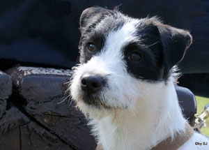 Vom Hüttenberg Idol