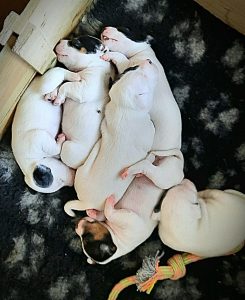 Vom Licher Hardtberg