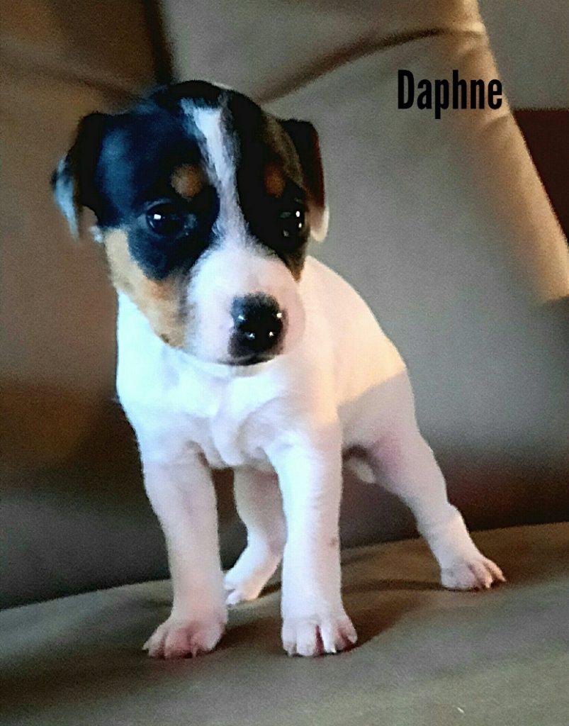Daphne