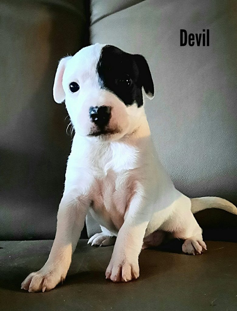 Devil