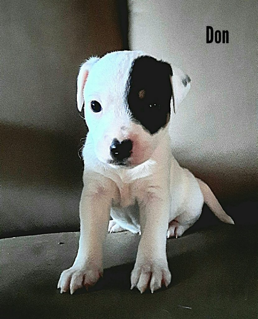 Don