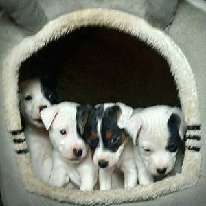 Vom Licher Hardtberg