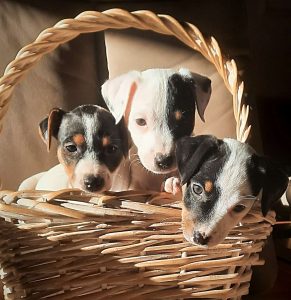 Vom Licher Hardtberg