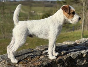 McAllister´s Have A Look