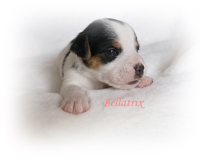 Bellatrix