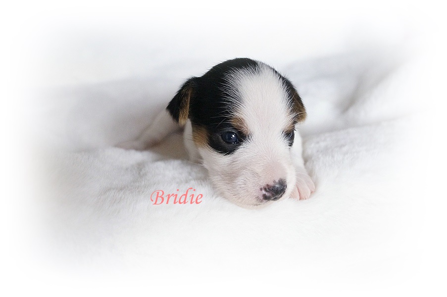 Bridie