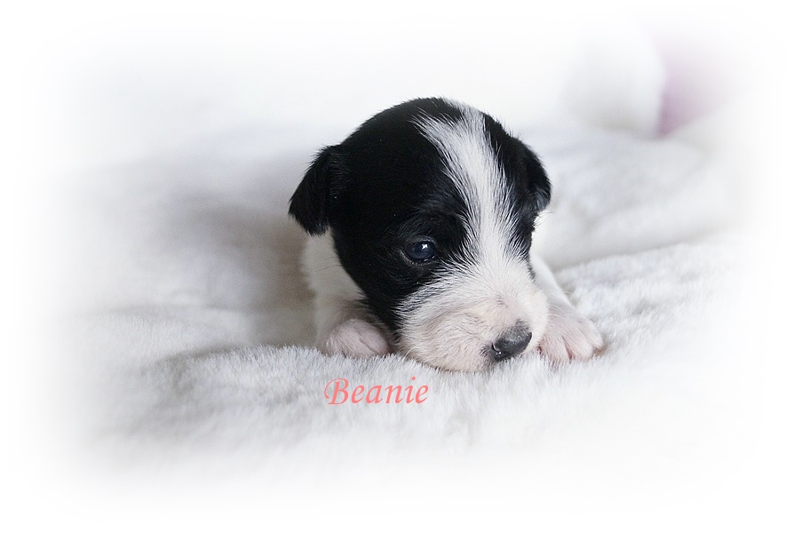 Beanie