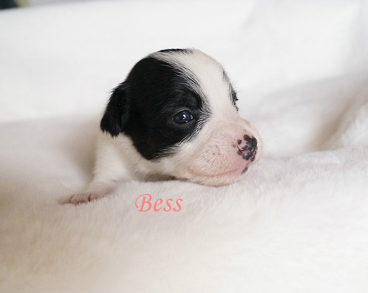 Bess
