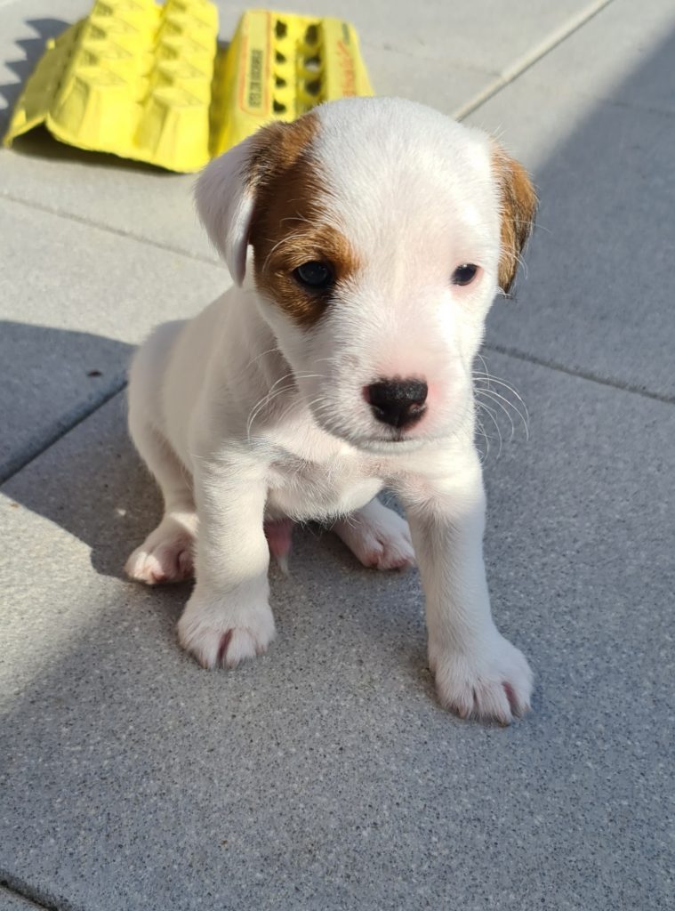 Finlay