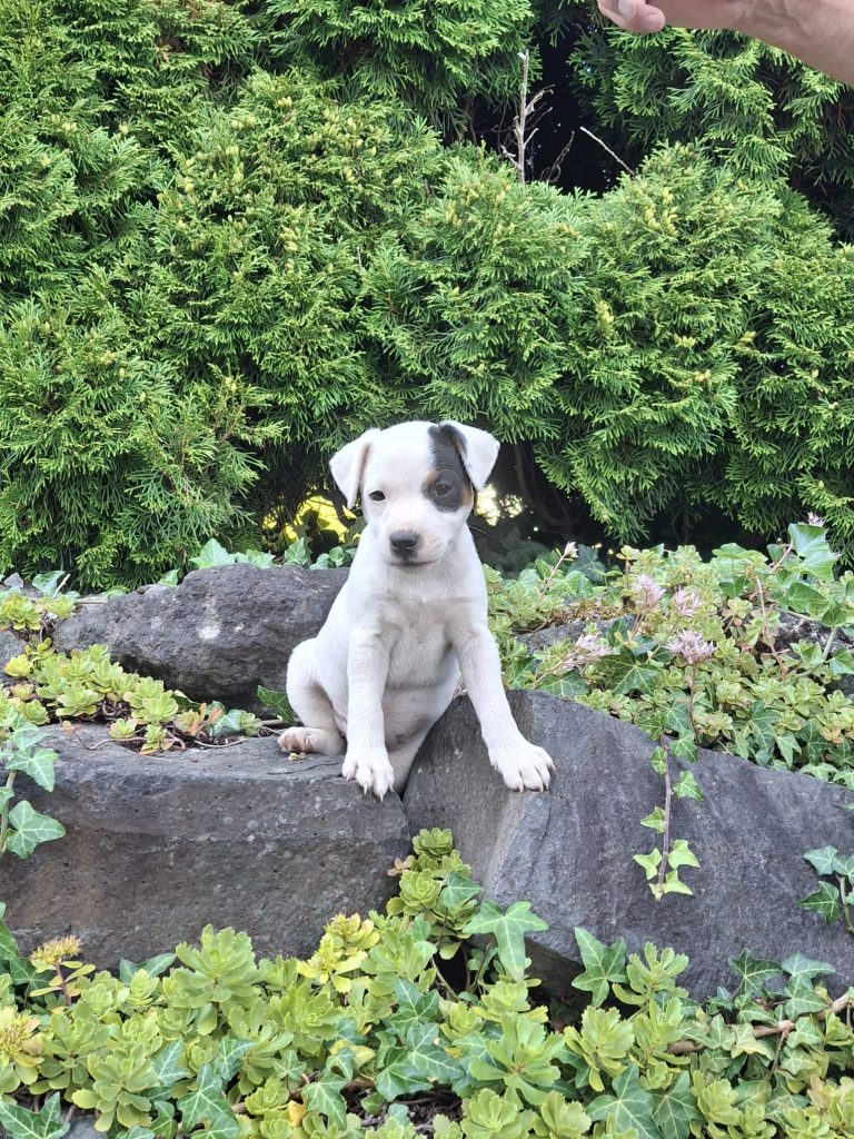 Inka