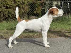 McAllister’s Aim High