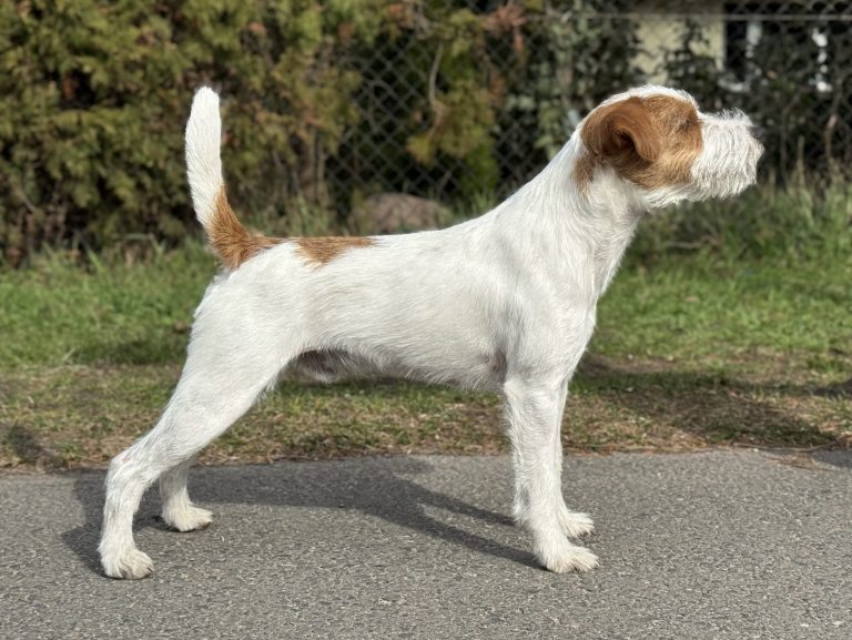 McAllister’s Aim High