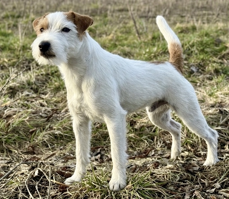 McAllister’s Aim High