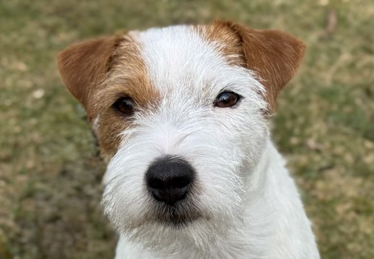 McAllister's Aim High Kopfbild