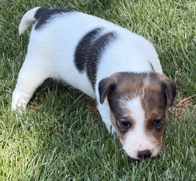 Frieda